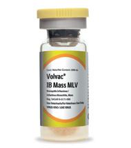 IB Mass MLV